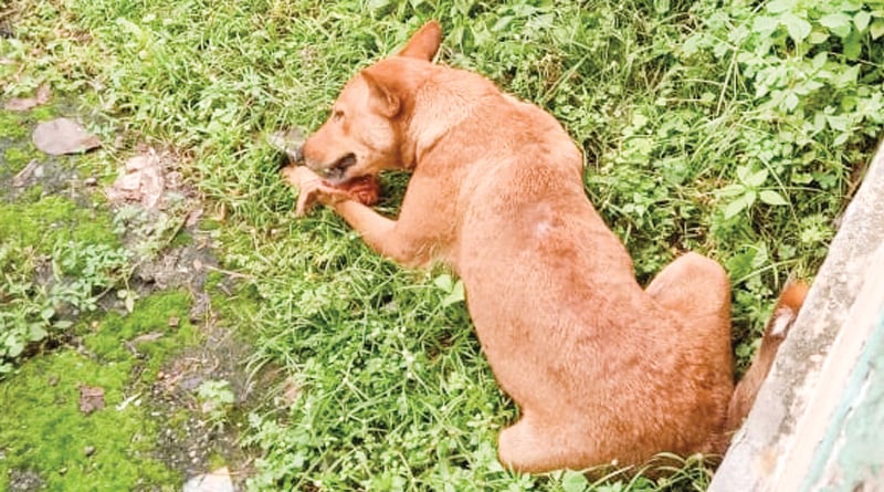 Inhuman! dog lost leg to cracker prank at Kharagpur on the night of Diwali | Sangbad Pratidin