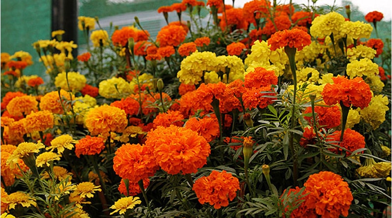 S Dinajpur pathfinder in Marigold flower cultivation