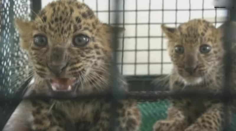 3 rescued leopard cubs provided shelter at Bengal Safari Park, Siliguri
