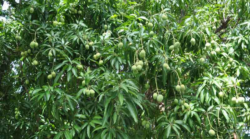 Start the care of mango tree in Rainy season