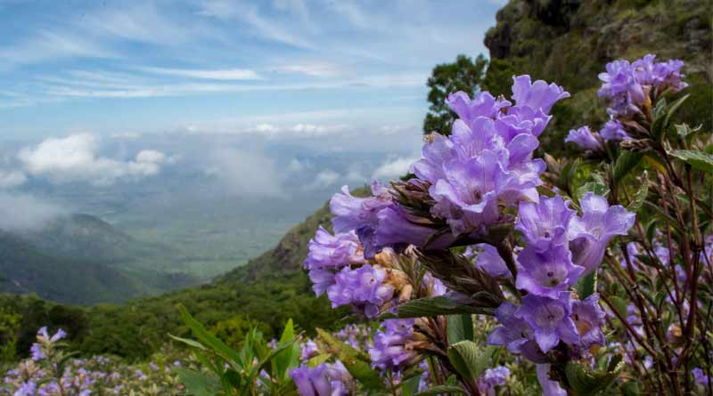 After 12 years, the famed neelakurinji flower bloom in Kerala’s Munnar hills