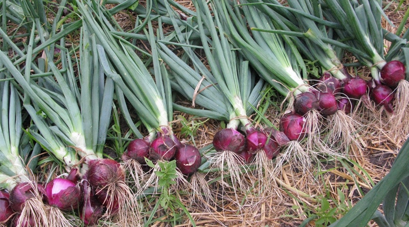 Onion cultivation brings smile to farmers’ face