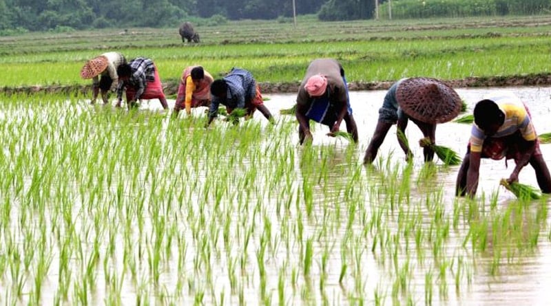 Bankura's farmer facing losses for lack of rain in monsoon