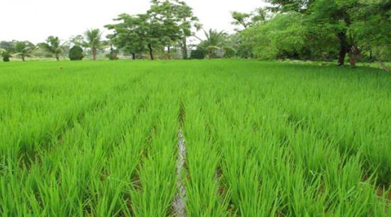 Paddy cultivation in Narayangarh