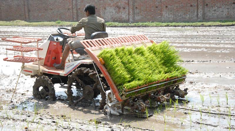 Paddy transplantor will increase yield  about 20%