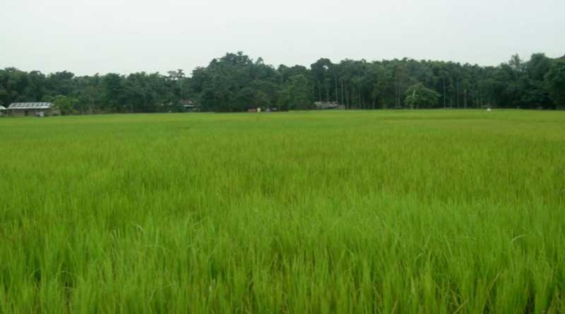 Multi-crop farming hit in Balurghat