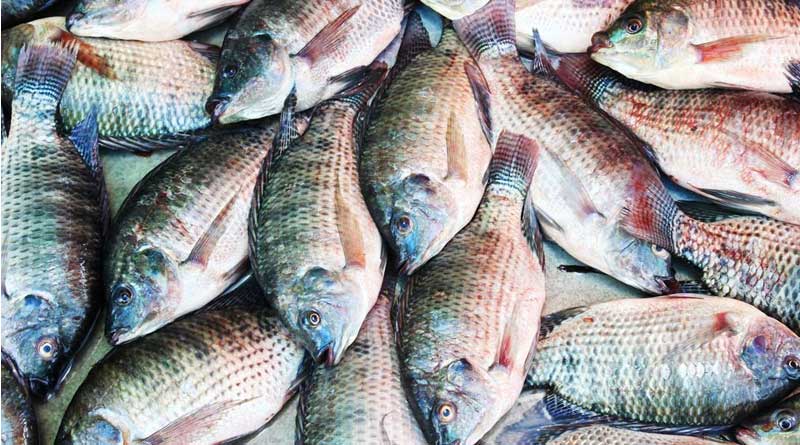 Scientific fish farming in Haldia