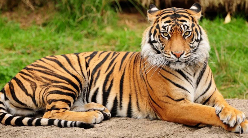 Male Tiger travels 300 km from Maharashtra to make Karnataka its new home