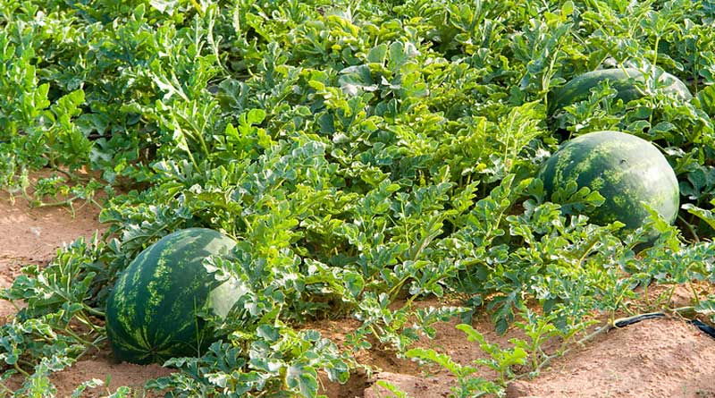 WB to increase watermelon production