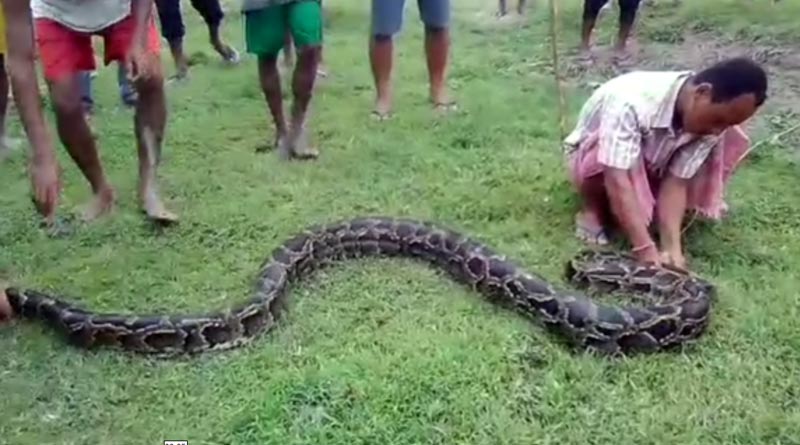 Python swallows goat, residents hang the serpent