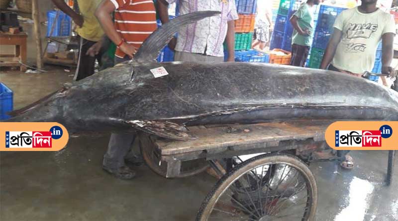দিঘায় দেখা মিলল ১৬০ কেজি ওজনের উড়ুক্কু মাছের, দেখতে ভিড় পর্যটকদের