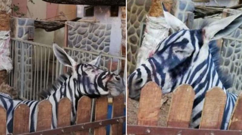 Zoo presented Painting Donkey To Look Like Zebras