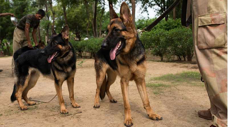 Applications in Lalbazar's Facebook page to adopt retired police dogs