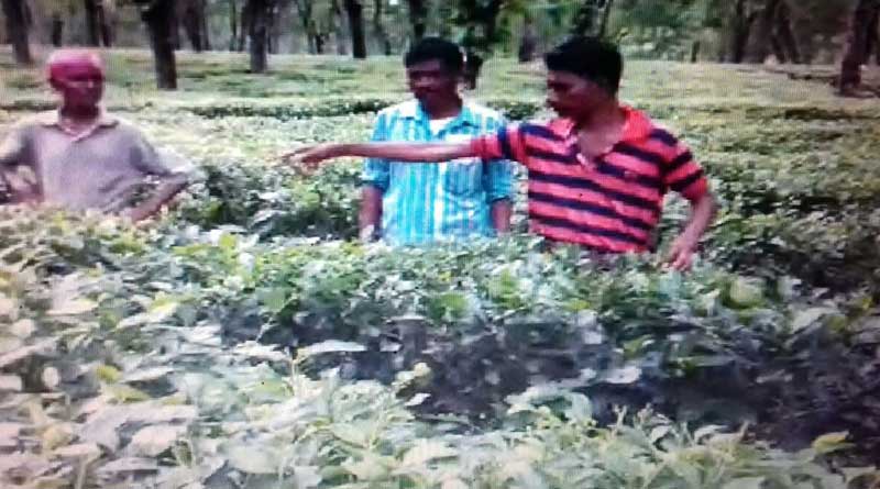 ডুয়ার্সে মানুষখেকো চিতাবাঘ! চা-বাগান থেকে উদ্ধার মহিলার ক্ষতবিক্ষত দেহ