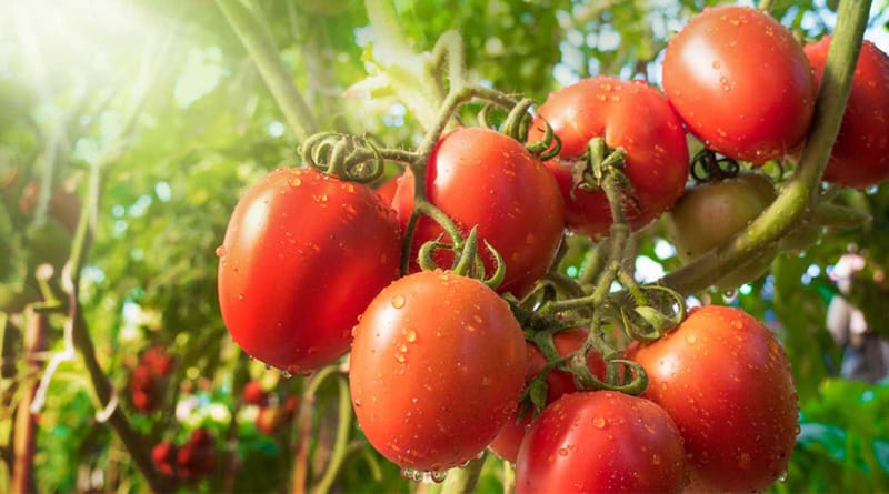 Tomato plantation sparks hope for Durgapur planters
