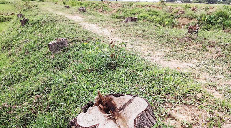 30 thousand trees axed, TMC leader accused 