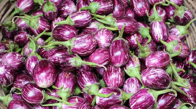 Farmers earn more money to cultivates Brinjal in Maldah