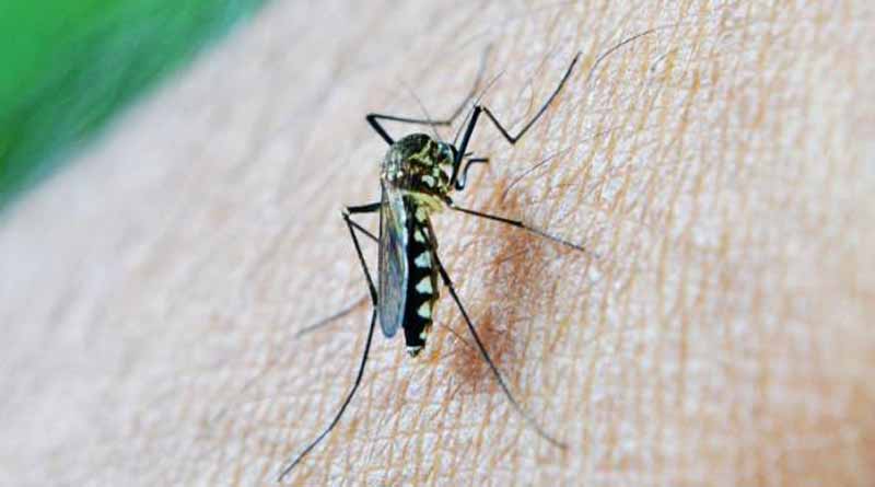 Rain water by Bulbul Cyclone helps spreading mosquitoes