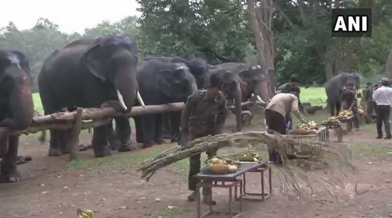 Kanha National Park, Elephants Enjoy Week-Long Picnic: Watch video
