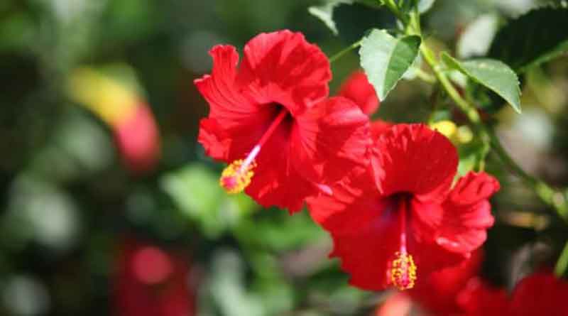How to plant and care Hibiscus