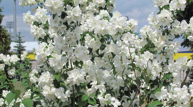 How to take care of jasmine plants