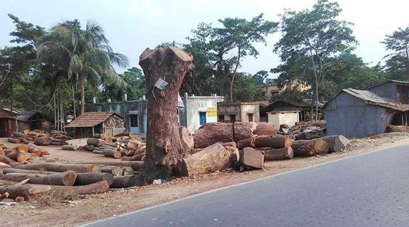 হাই কোর্টের রায়ে কাটাই পড়ছে যশোহর রোডের শতাব্দী প্রাচীন ৩৫৬টি গাছ