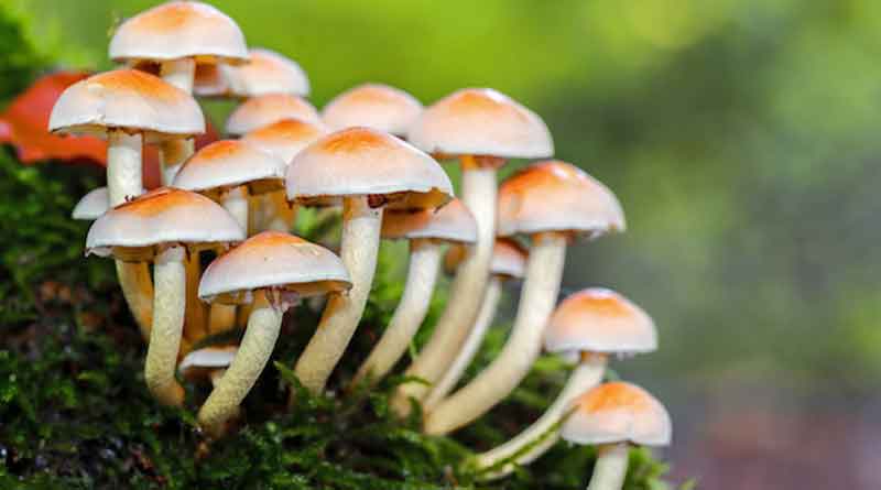 Malda self-help group making profit from mushroom cultivation