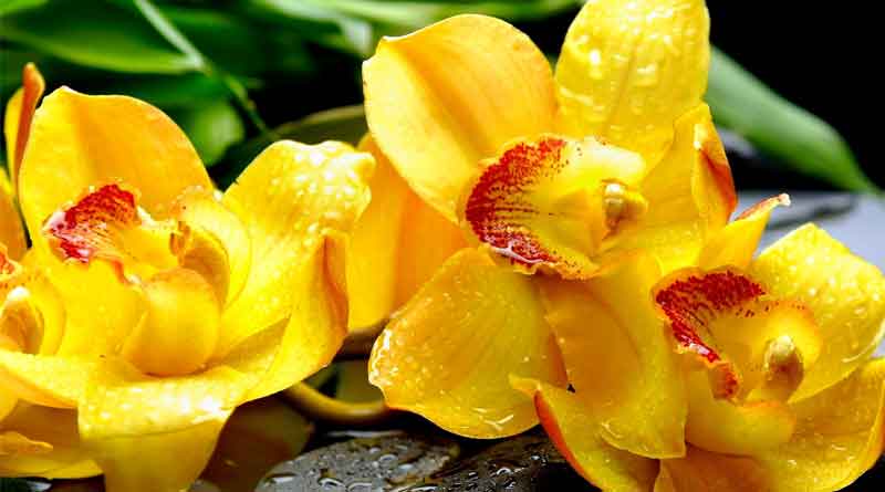 Know the method of Orchid cultivation