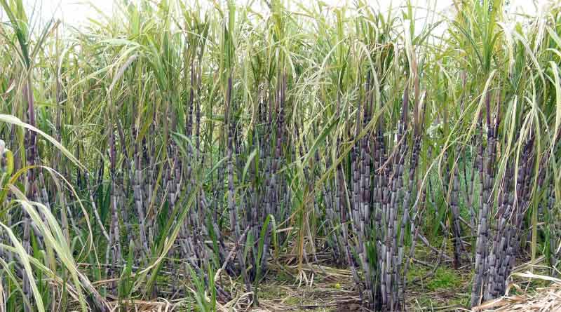 Sugarcane farming may increase income of a farmer
