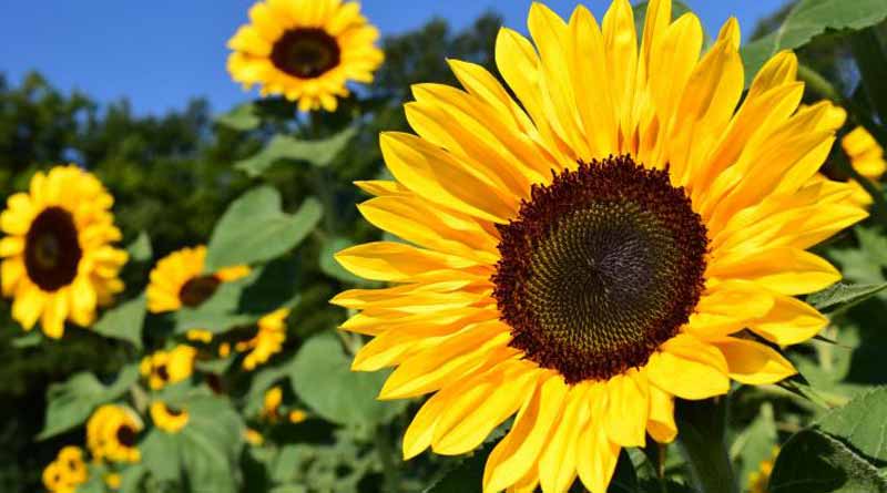 Farmers facing huge losses in sunflower cultivation