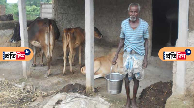 অভাবের শূন্য গোয়ালে হঠাৎ হাজির তিন গরু, খাবার জোটাতে বিপাকে কৃষক