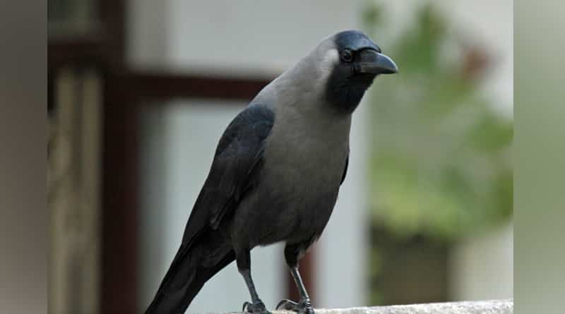 Crows are trained to clean park in France