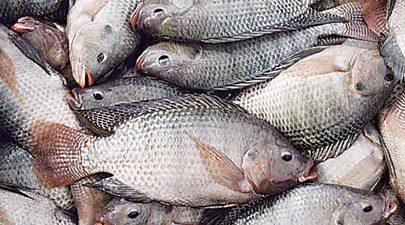Monosex fish farming may increased income