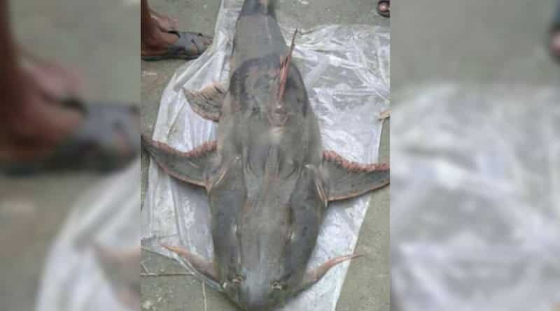 Giant fish caught in Bankura