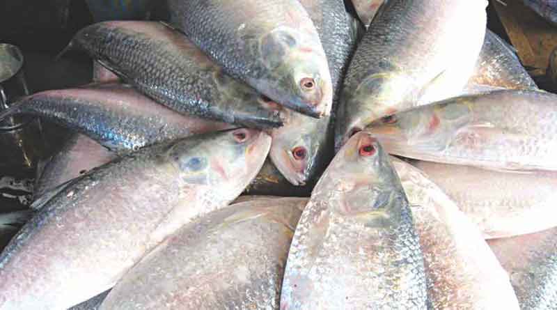 500 tonnes Hilsa entered in Bengal from Bangladesh