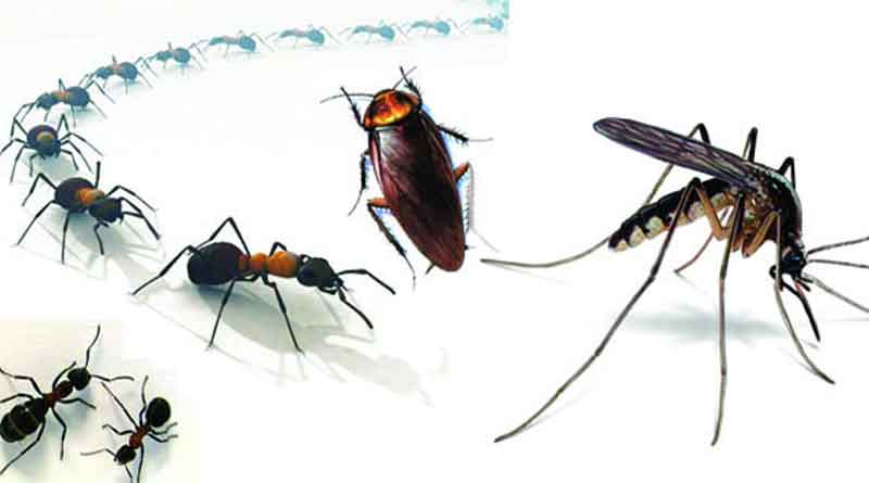 Home remedies to keep away insects 