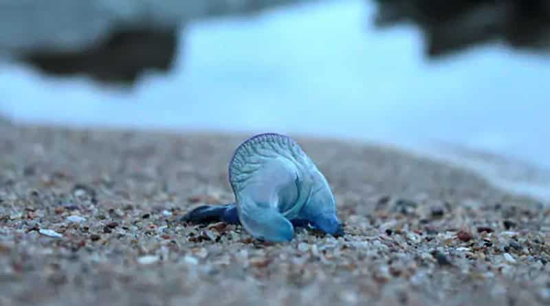 Mumbai: 150 Injured by blue bottle jellyfish attack in beaches