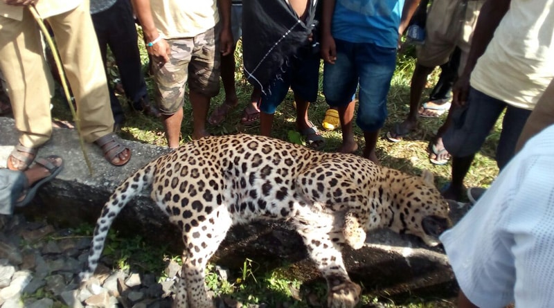 রেললাইন পার হতে গিয়ে বিপত্তি, ট্রেনের ধাক্কায় মৃত পূর্ণবয়স্ক চিতাবাঘ