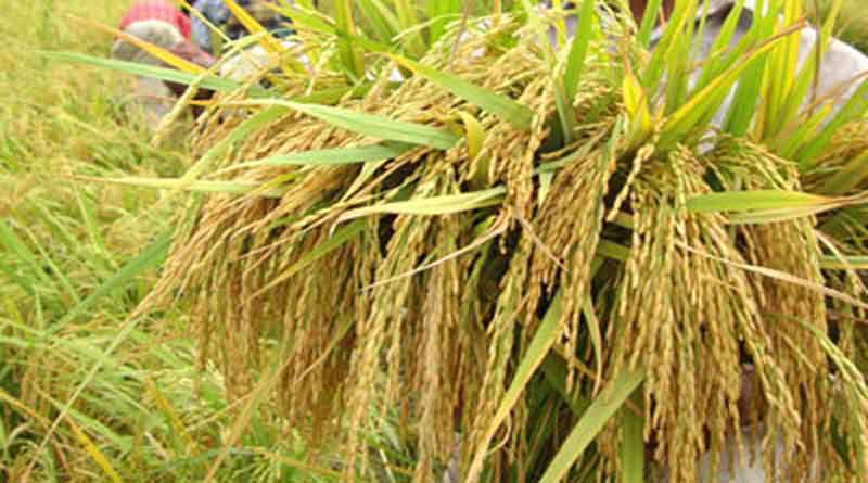 Tulaipanji rice cultivation rises in Cooch Behar