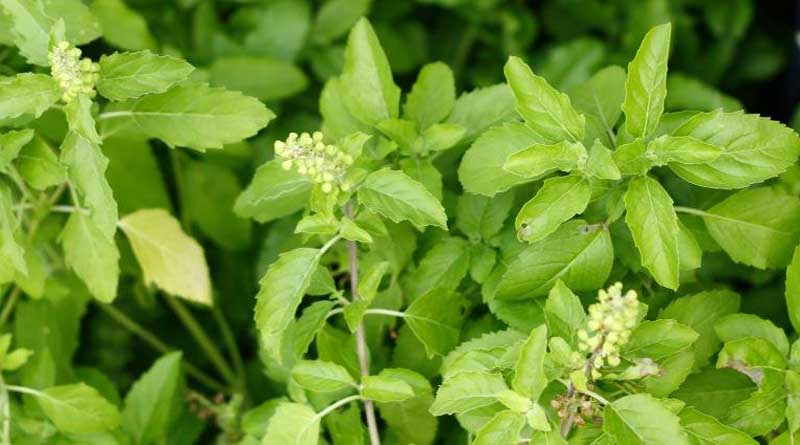 North-dinajpur-basil-cultivation-may-increased-income