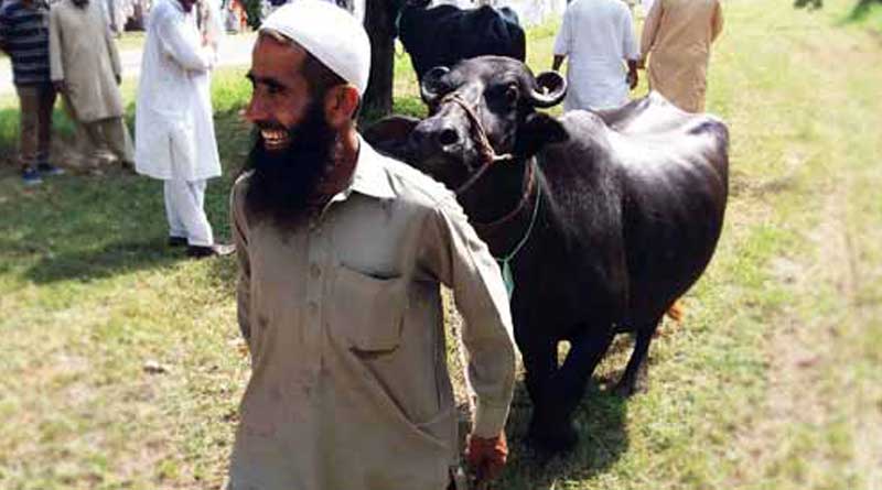 Bankrupt Pakistan Govt now auctions Buffaloes to repay Debt