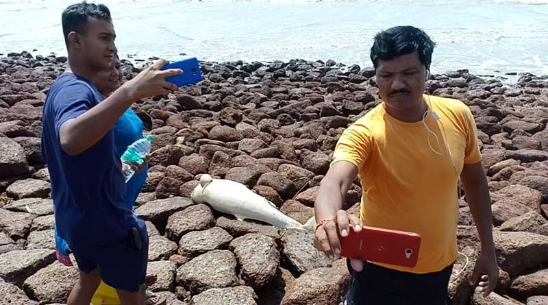ভিড়ে ঠাসা দিঘার সৈকতে ডলফিনের দেহ, সেলফি তোলার হিড়িক পর্যটকদের