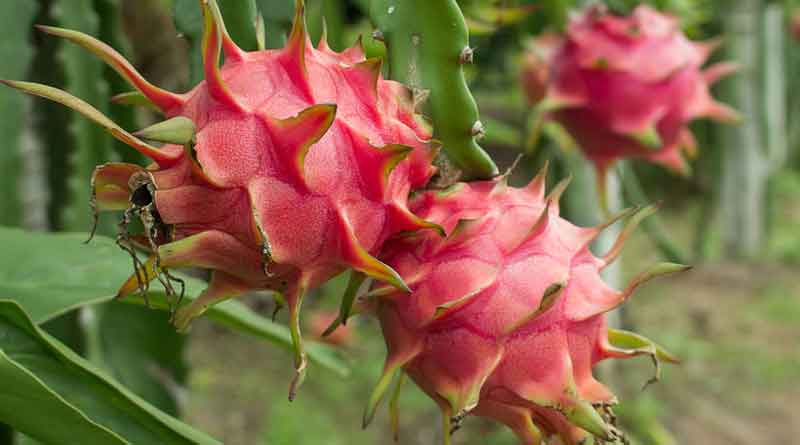 Dragon fruit can cure deadly cancer miraculously