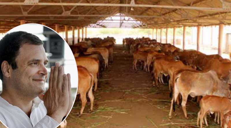 Congress opts for ‘Holy Cow’ in Madhya Pradesh to navigate poll waters