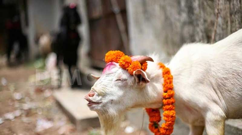 Sri Lanka likely to ban animal sacrifice in Hindu temples