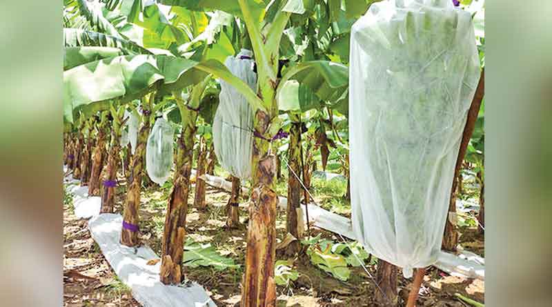 This thing can help banana cultivators a lot