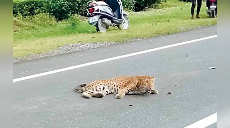৩১ নম্বর জাতীয় সড়কে দুর্ঘটনা, গাড়ির ধাক্কায় আহত চিতাবাঘ