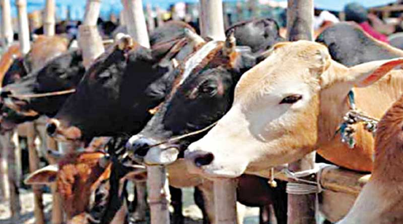 BJP-TMC clash at Dinhata as cow vigilantes stop truck carrying cows