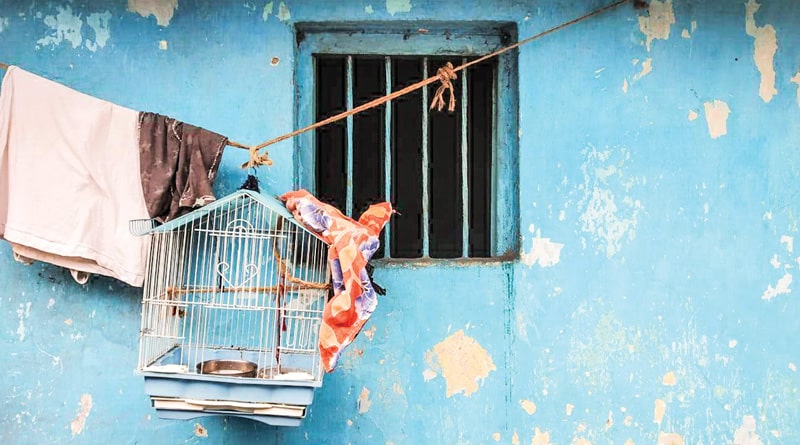 ধোঁয়ায় শ্বাসকষ্টে ভুগছে টিয়া, খাঁচা খুলে সাধের পাখি উড়িয়ে দিলেন সিংজি