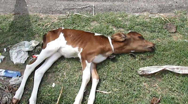 UP: Youth allegedly rapes 4-month-old calf